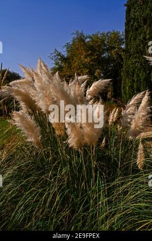 Ein Blumenbeet mit Rispen von Herbstpampas Gras unter Die Bäume im botanischen Garten in der Stadt Teheran an einem sonnigen Tag Stockfoto