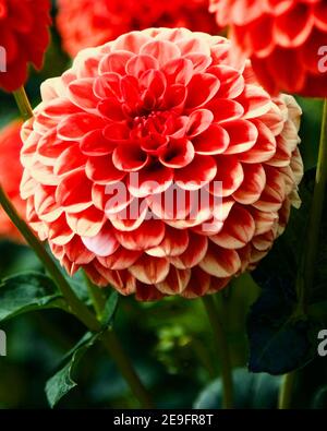 Lollipop Dahlia gefangen auf Swan Island Dahlias in Canby, Oregon, USA Stockfoto