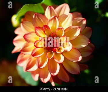 Mai Tai Dahlia gefangen auf Swan Island Dahlias in Canby, Oregon, USA Stockfoto
