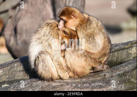 Berlin, Deutschland. Januar 2021, 27th. Zwei Barbary Macaques (Macaca sylvanus) im Tierpark Berlin sitzen in der Sonne und kuscheln miteinander. Mit einer Fläche von 160 Hektar ist der Zoo der größte Landschaftstierpark in Europa. Die Population umfasst fast 8.000 Tiere. Quelle: Kira Hofmann/dpa-Zentralbild/ZB/dpa/Alamy Live News Stockfoto