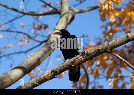 Schwarzer Vogel sitzt auf einem Ast. Der Hintergrund ist der blaue Himmel. Nahaufnahme. Stockfoto