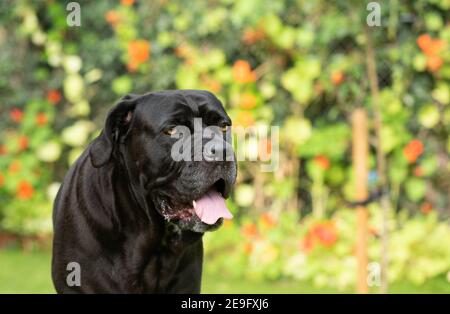 Der Cane Corso ist eine italienische Rasse von Mastiff. Stockfoto