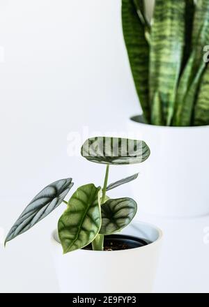 Exotische Hauspflanzen auf weißem Hintergrund. Alocasia Silberdrachenpflanze mit sansevieira im Hintergrund. Exotische Zimmerpflanzen mit saftig grünem Laub. Stockfoto