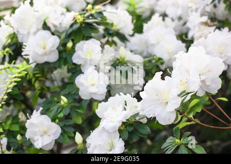 Weiße Azaleen, Rhododendronbaum mit zarten Blüten, Frühling im botanischen Garten. Blühender Bush. Für Text platzieren. Stockfoto