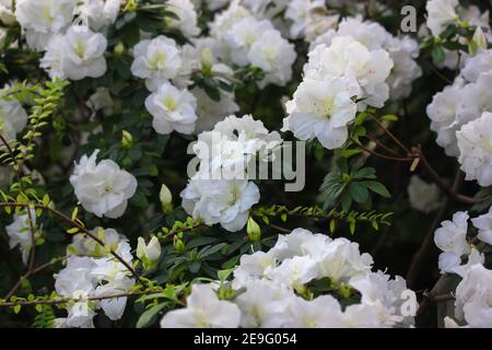 Weiße Azaleen, Rhododendronbaum mit zarten Blüten, Frühling im botanischen Garten. Blühender Bush. Für Text platzieren. Stockfoto