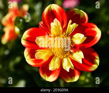 Pooh Dahlia, gefangen auf Swan Island Dahlias in Canby, Oregon, USA Stockfoto
