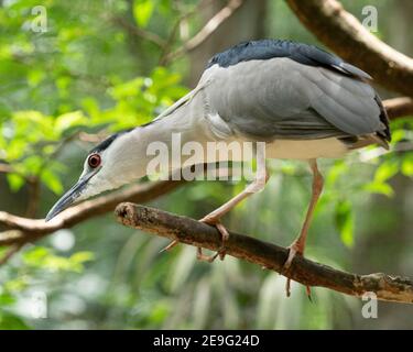 Gefangener Schwarzkronenreiher, Nycticorax nycticorax, Parque das Aves, Foz do Iguaçu, Paraná State, Brasilien. Stockfoto