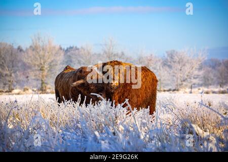 Hochlandrinder auf einer schneebedeckten Wiese in Eastfrisa Stockfoto