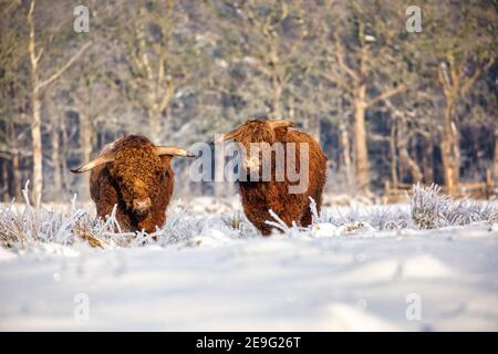 Hochlandrinder auf einer schneebedeckten Wiese in Eastfrisa Stockfoto