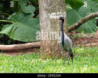 Captive demoiselle Kran, Grus virgo, Parque das Aves, Foz do Iguaçu, Paraná State, Brasilien. Stockfoto