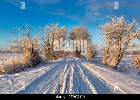 Sonnenaufgang in Wiesmoor, Eastfrisa an einem kalten Wintermorgen mit Schnee und einem bunten Sonnenaufgang. Stockfoto