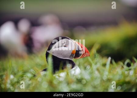 Puffin Kolonie auf Staffa Island Stockfoto