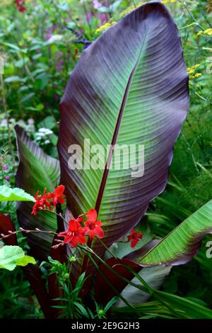 crocosmia hellfire, Ensete ventricosum Maurelii, äthiopische schwarze Banane, Blätter, Laub, Mischung, gemischt, tropische Pflanzschema, Bett, Grenze, mehrjährig, RM Floral Stockfoto