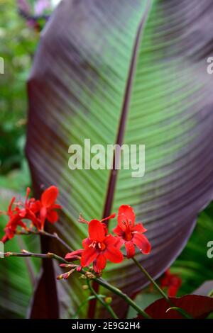 crocosmia hellfire, Ensete ventricosum Maurelii, äthiopische schwarze Banane, Blätter, Laub, Mischung, gemischt, tropische Pflanzschema, Bett, Grenze, mehrjährig, RM Floral Stockfoto