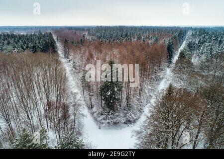 Der Wald lokally bekannt als Hopelser Wald bedeckt mit Schnee Stockfoto