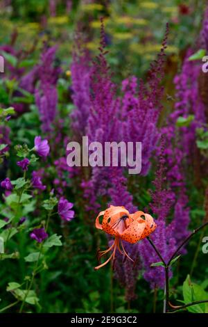 Lilium lancifolium Flore Pleno, Tigerlilien, Doppeltigerlilie, orange gesprenkelte Blüten, Astilbe chinensis Var taquetii Purpurlanze, orange und lila Flo Stockfoto