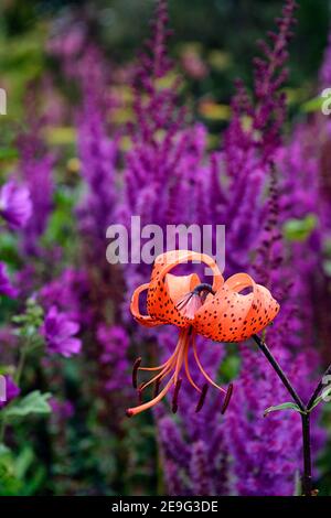 Lilium lancifolium tigrinum splendens,Tigerlilien,Tigerlilie,orange gesprenkelte Blüten,Astilbe chinensis var Taquetii Purpurlanze, orange und lila Flo Stockfoto