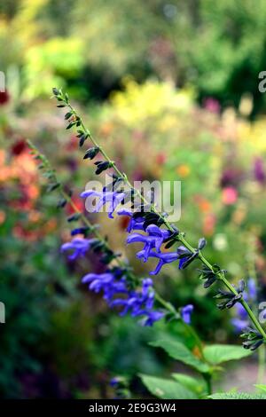 Salvia Guaranitica Schwarz und Blüte, Anis-duftender Salbei, Trompetenblüten, dunkel gestielter Salbei, Blume, Blüte, dunkelviolett Blaue Blüten, Salvias, dunkle Stiele Stockfoto