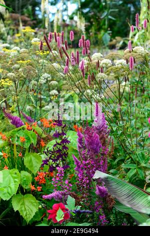 Sanguisorba Rosa September, Lobelia x speciosa Hadspen Purple, Astilbe chinensis var taquetii Purpurlanze, Crocosmia, foeniculum vulgare pureum, Purpur Stockfoto