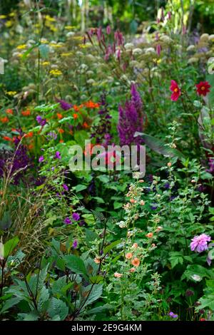 Sphaeralcea Childerley, Globe Malve Childerley, Sanguisorba Pink September, Astilbe chinensis var taquetii Purpurlanze, Lobelia X speciosa Hadspen Purple Stockfoto