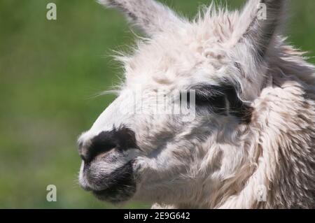 Weißes Lama-Portrait, Salta, Argentinien Stockfoto