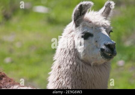 Weißes Lama-Portrait, Salta, Argentinien Stockfoto