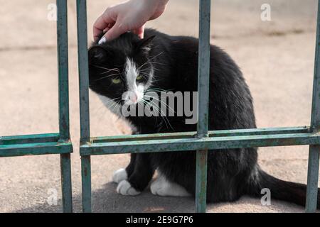 Mädchen streichelte eine Katze schwarz und weiß. Flauschige Katze im Park auf der Straße. Stockfoto