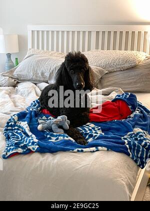 Ein schwarzer Pudel, der mit seinem Spielzeug und seiner Decke auf einem Bett liegt. Stockfoto