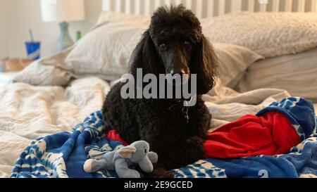 Ein schwarzer Pudel, der mit seinem Spielzeug und seiner Decke auf einem Bett liegt. Stockfoto