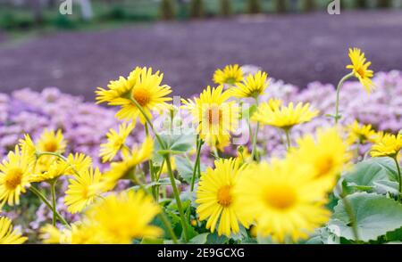 Frühlingsgelbe Blüten wachsen im Garten auf einem unscharfen violetten Hintergrund. Stockfoto