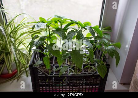Pfeffern Sie die Sämlinge auf der Fensterbank. Keimlinge im Gewächshaus Nahaufnahme. Stockfoto