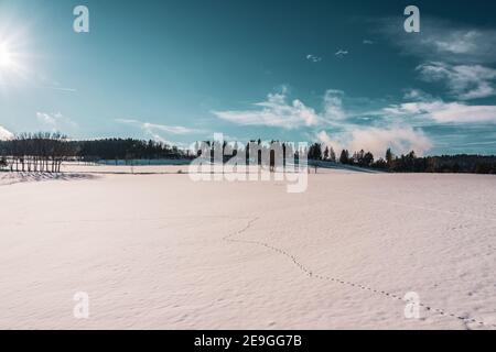 Tierspuren im Schnee, Winterlandschaft. Stockfoto