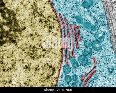 Mikroskopmikroskop mit falscher Farbübertragung, der eine Stetigkeit zwischen dem Elektronenmikroskop zeigt Die Kernhülle und eine Zisterne des groben Endoplasmatikum reti Stockfoto