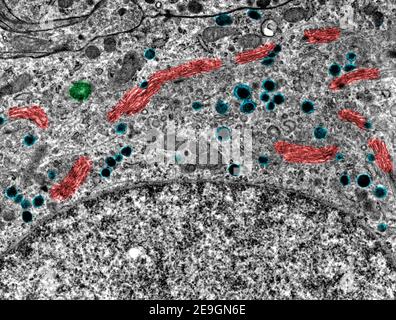 Mikroskope mit Falschfarben-Transmissionselektronenmikroskop (TEM) mit Zisternen (rot) des Golgi-Komplexes, einem Zentriol (grün) und sekretorischen Granulaten Stockfoto