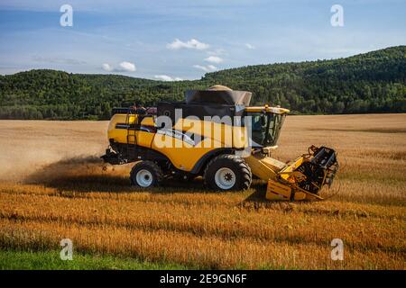 8. August 2016 Frenchville Maine, USA - Landwirt mit einem New Holland kombinieren Harvester Hafer zu ernten Stockfoto