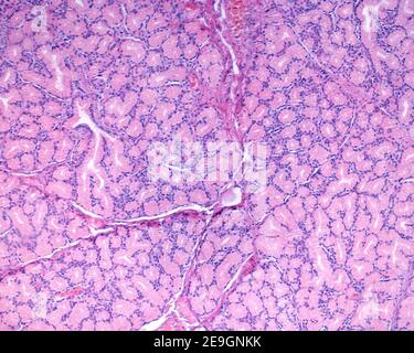 Brunner Drüsen des Duodenums mit ihrem typischen Aussehen von tubuloazinären Schleimdrüsen. Stockfoto