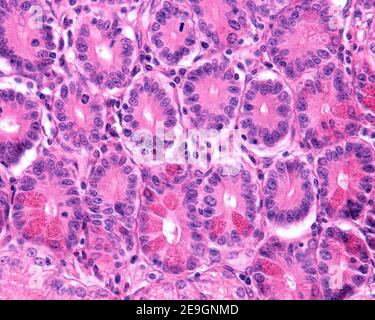 Paneth-Zellen mit sehr eosinophilen Granulationen. Sie befinden sich am Fuße der Krypten des Dünndarms von Lieberkühn. Stockfoto