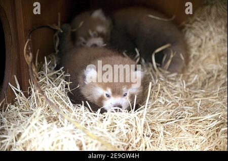 Präsentation von zwei Auburn Pandas, zwanzig Tage alt, geboren im Zoo Thoiry, in der Nähe von Paris, am 11. August 2006. Die Hauptherausforderung für ihre Mutter Maddoi ist nun, sie gemeinsam aufzuziehen. Foto von Arthus Boutin/Groupe Thoiry/ABACAPRESS.COM Stockfoto