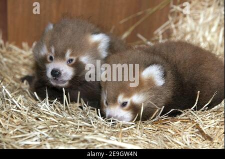 Präsentation von zwei Auburn Pandas, zwanzig Tage alt, geboren im Zoo Thoiry, in der Nähe von Paris, am 11. August 2006. Die Hauptherausforderung für ihre Mutter Maddoi ist nun, sie gemeinsam aufzuziehen. Foto von Arthus Boutin/Groupe Thoiry/ABACAPRESS.COM Stockfoto