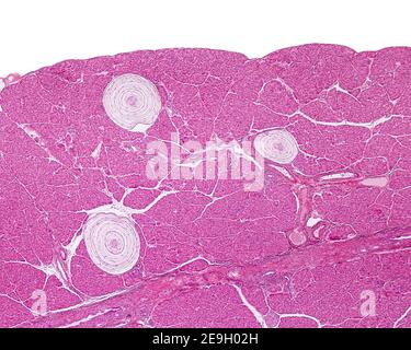 Drei Pacinian-Teilchen, die sich in einer Katzenpankreas befinden. Sie haben eine lamellare Struktur, mit einer dicken Kapsel in konzentrischen Schichten organisiert. Stockfoto