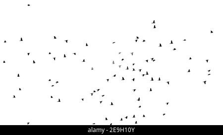 Silhouette eines Schwarms von Tauben im Flug auf einem wolkiger Himmel - Columbidae Stockfoto