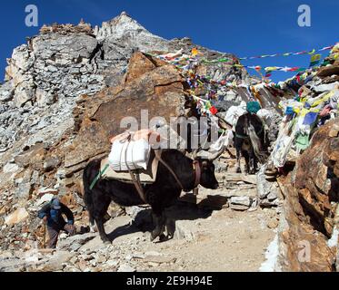 Karawane von Yaks in Renjo La Pass in der Nähe des Mount Everest, drei Pässe Trek, Khumbu Tal, Nepal Himalaya Berge Stockfoto