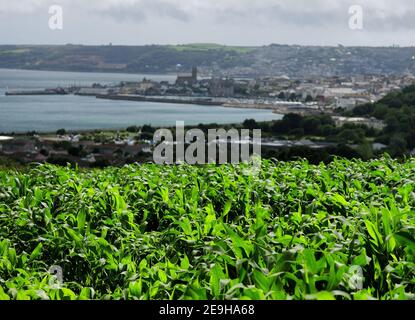 Blick auf die St. Mary's Church auf der Landzunge von Penzance mit EINEM Maisfeld im Vordergrund Cornwall England An EINEM sonnigen Sommertag mit EIN paar Wolken Stockfoto