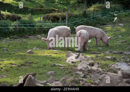 Nahaufnahme von Schweinen, die Gras auf dem Boden fressen Der Bauernhof Stockfoto