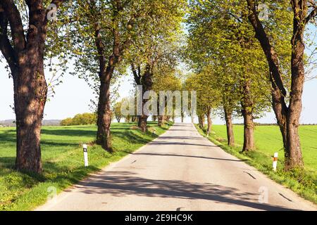 Frühling aley von Rosskastanie (Aesculus hippocastanum) Stockfoto
