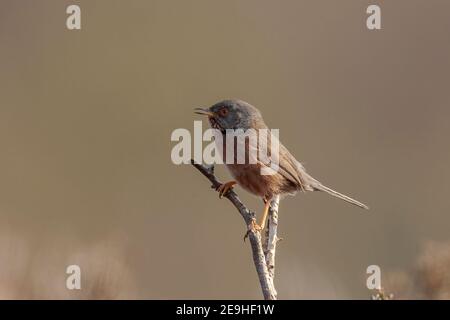 Dartford-Waldsänger, Curruca undata, erwachsener Rüde, der auf einem Zweig in Heide thront, Vereinigtes Königreich Stockfoto