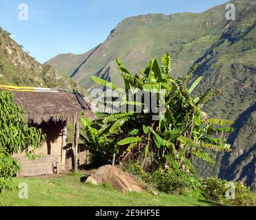 Schönes Haus in peruanischen Anden und Bananenbaum auf Choquequirao Baumbewalde Inca Trail, Peru Stockfoto