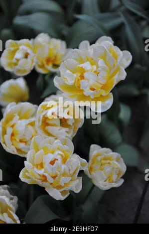 Gelb und weiß Pfingstrose-geblüht Doppelte frühe Tulpen (Tulipa) Flaming Evita Blüht im April im Garten Stockfoto