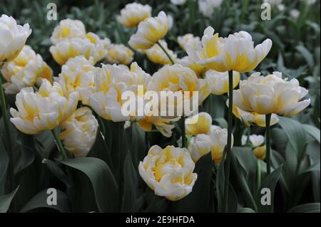 Gelb und weiß Pfingstrose-geblüht Doppelte frühe Tulpen (Tulipa) Flaming Evita Blüht im April im Garten Stockfoto