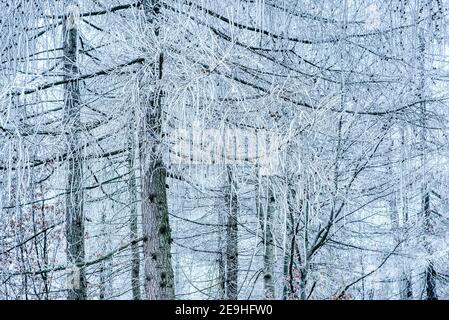 Winterwald mit Schnee und Frost auf den Lärchen in den Bergen. Morgen gefrorene Bäume im Wald. Winterlandschaft mit Bäumen bedeckt mit Fr. Stockfoto
